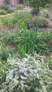 Cassidy flower garden